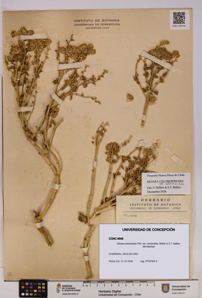 Silvaea celosioides var. celosioides [Espécimen: UDEC:CONC:0009549]