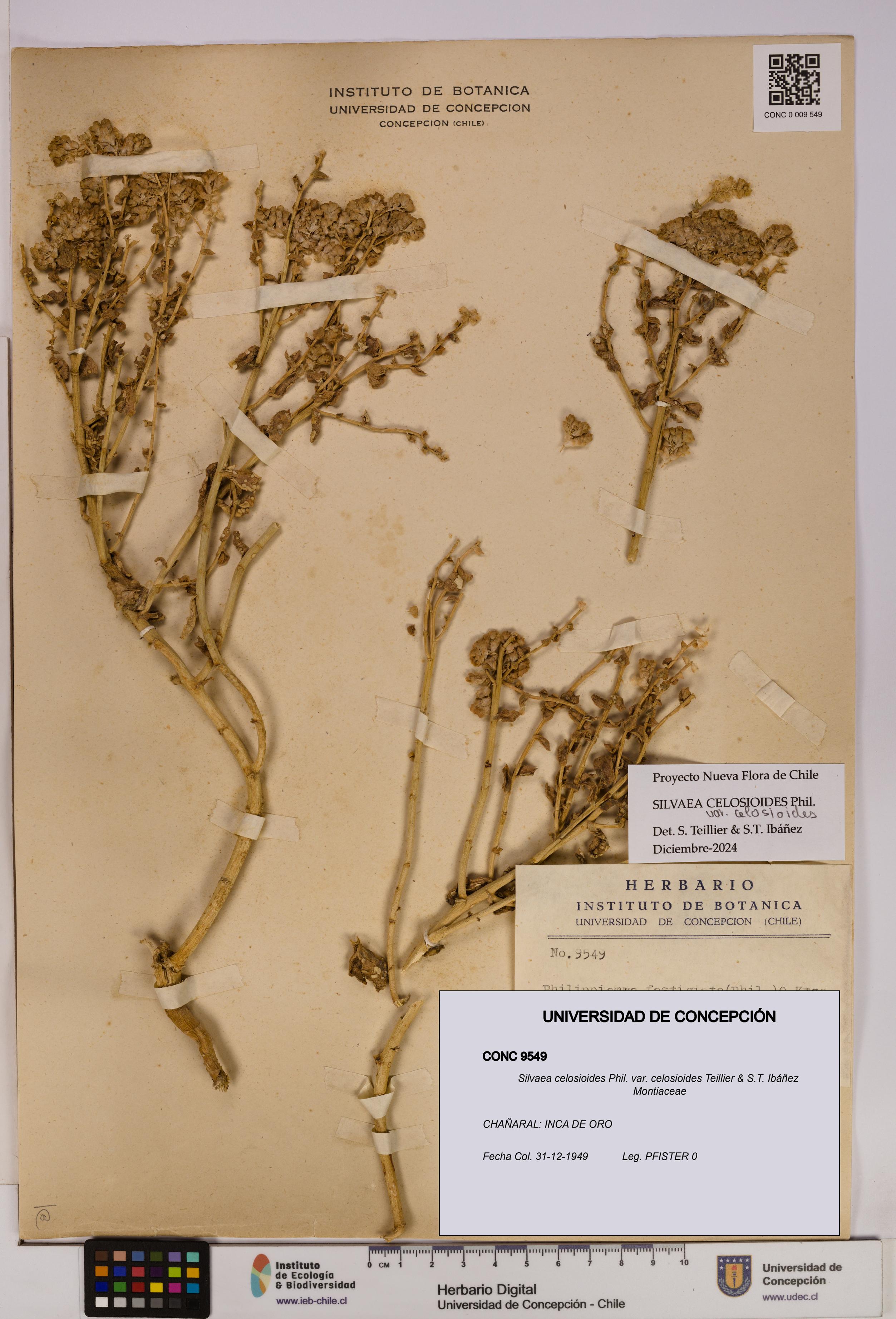 Silvaea celosioides var. celosioides [Espécimen: UDEC:CONC:0009549]