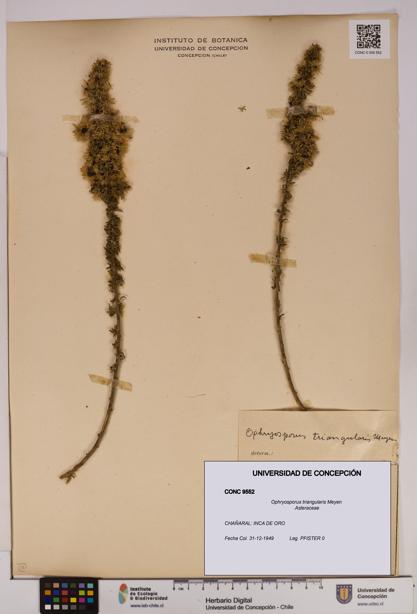 Ophryosporus triangularis [Espécimen: UDEC:CONC:0009552]