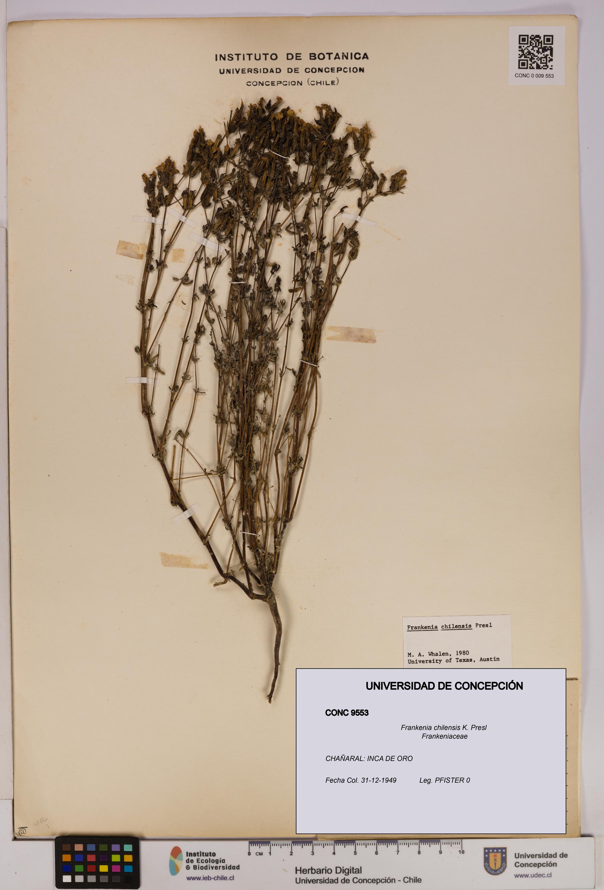 Frankenia chilensis [Espécimen: UDEC:CONC:0009553]