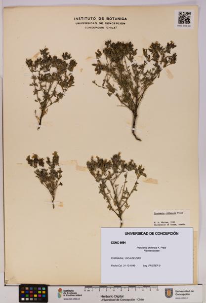 Frankenia chilensis [Espécimen: UDEC:CONC:0009554]