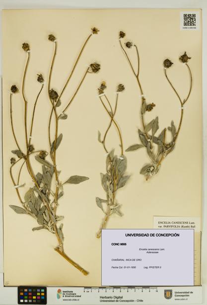 Encelia canescens [Espécimen: UDEC:CONC:0009555]