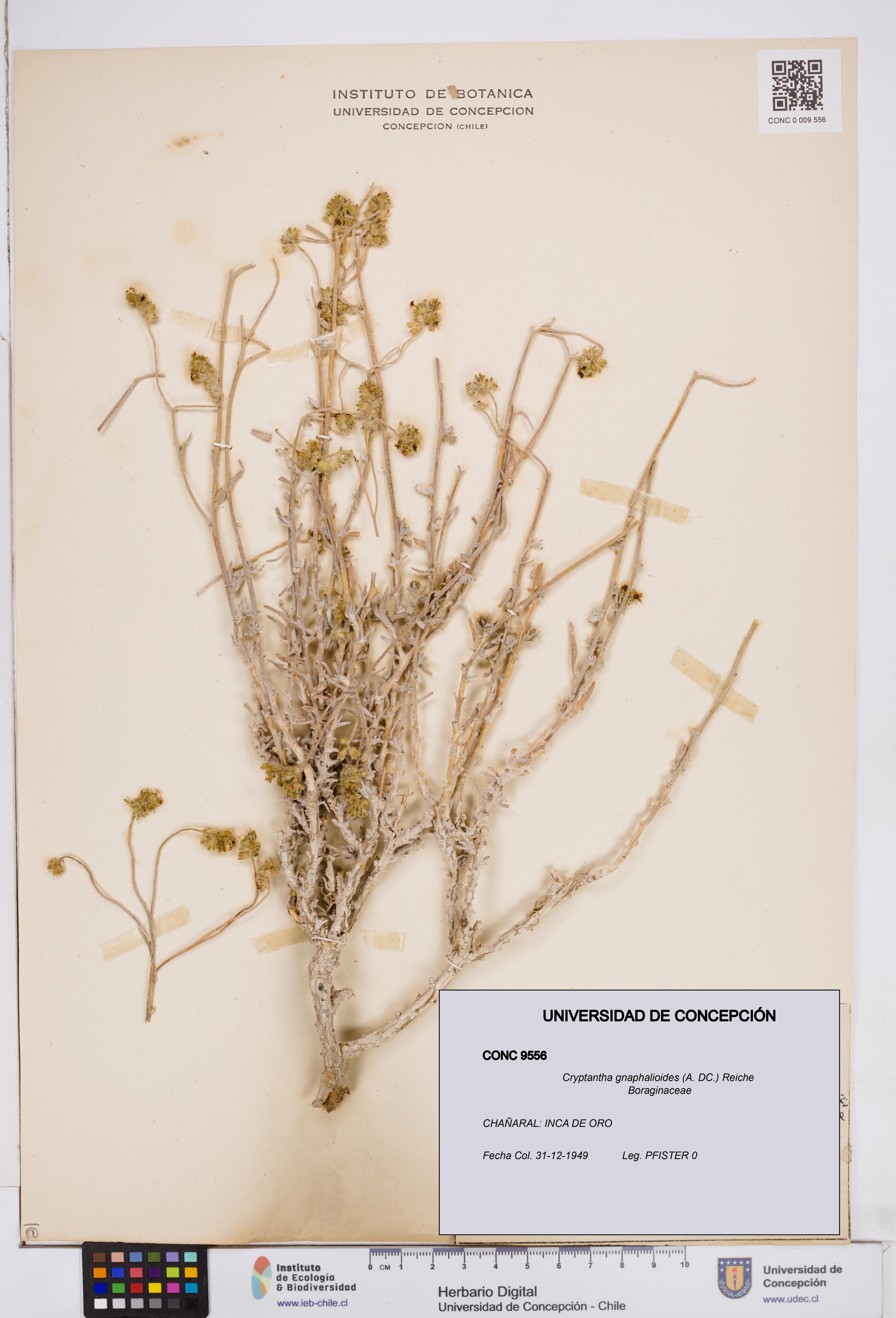 Cryptantha gnaphalioides [Espécimen: ]