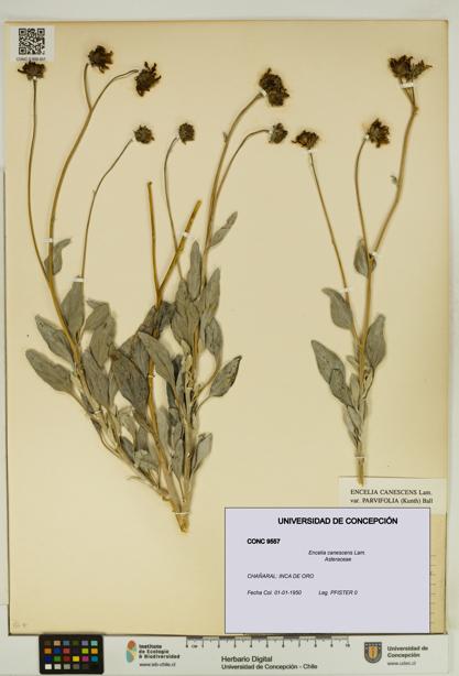 Encelia canescens [Espécimen: UDEC:CONC:0009557]
