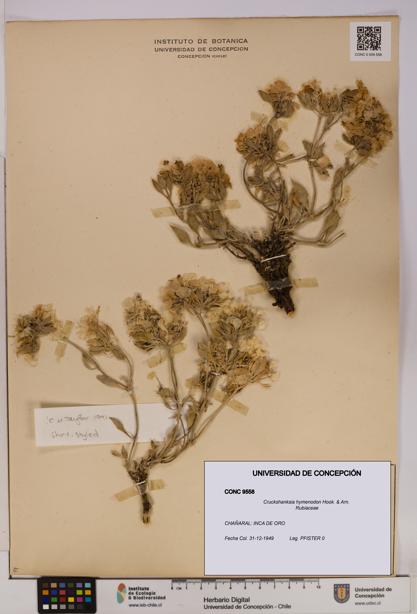 Cruckshanksia hymenodon [Espécimen: UDEC:CONC:0009558]