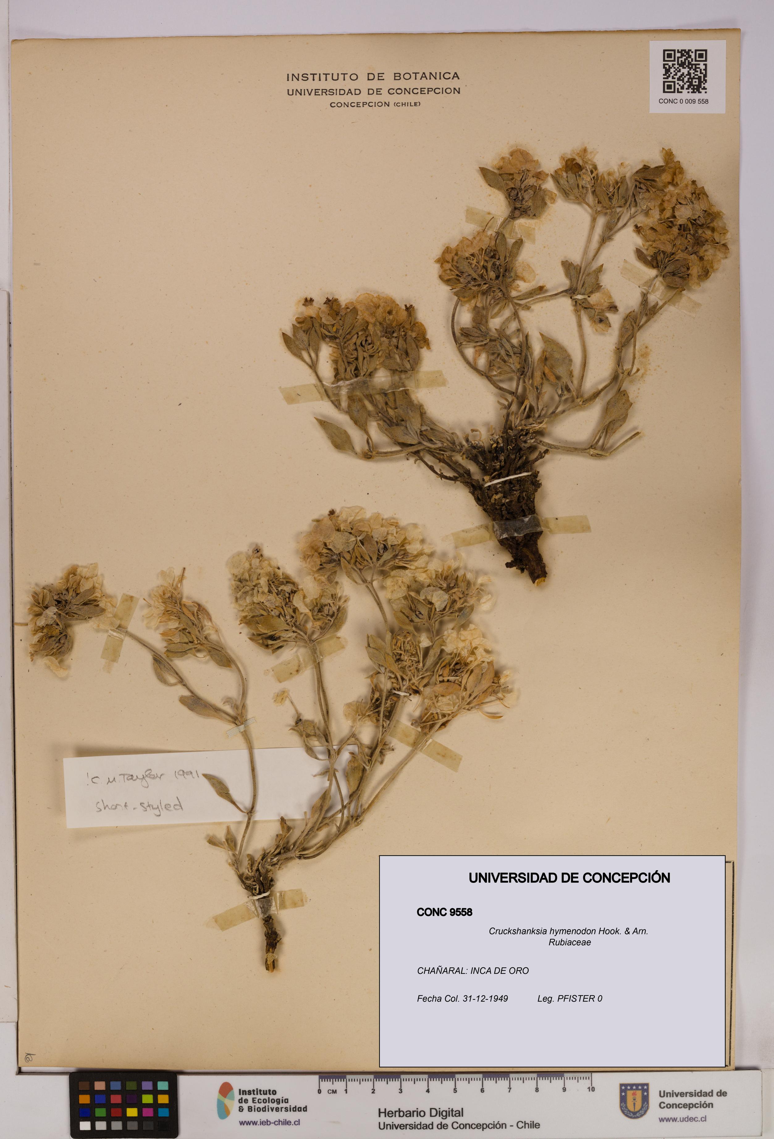 Cruckshanksia hymenodon [Espécimen: UDEC:CONC:0009558]