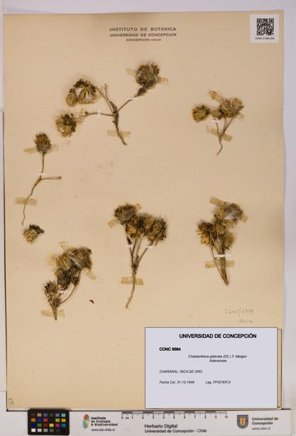 Chaetanthera glabrata [Espécimen: UDEC:CONC:0009564]