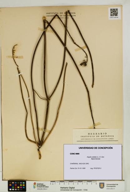 Argylia radiata [Espécimen: UDEC:CONC:0009565]