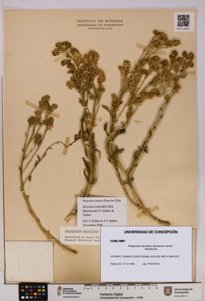 Philippiamra densiflora [Espécimen: ]