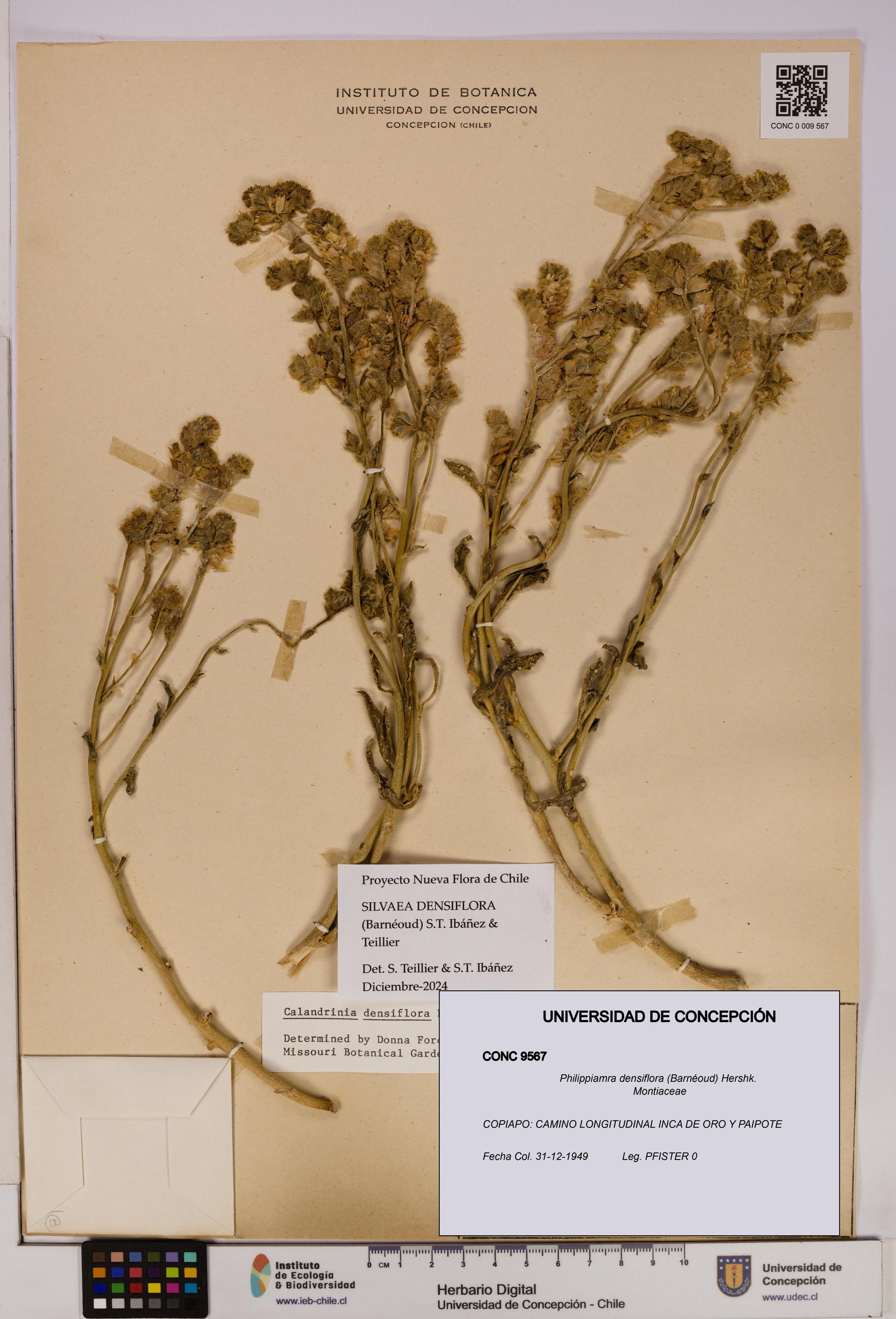 Philippiamra densiflora [Espécimen: ]