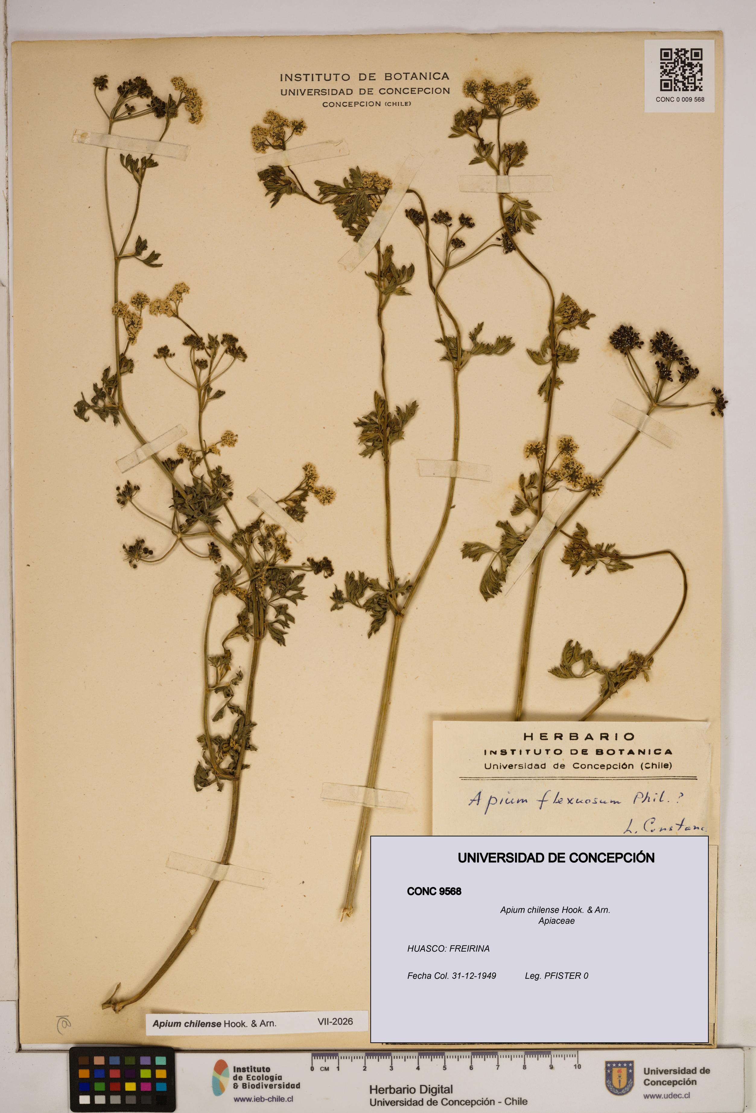 Apium chilense [Espécimen: ]