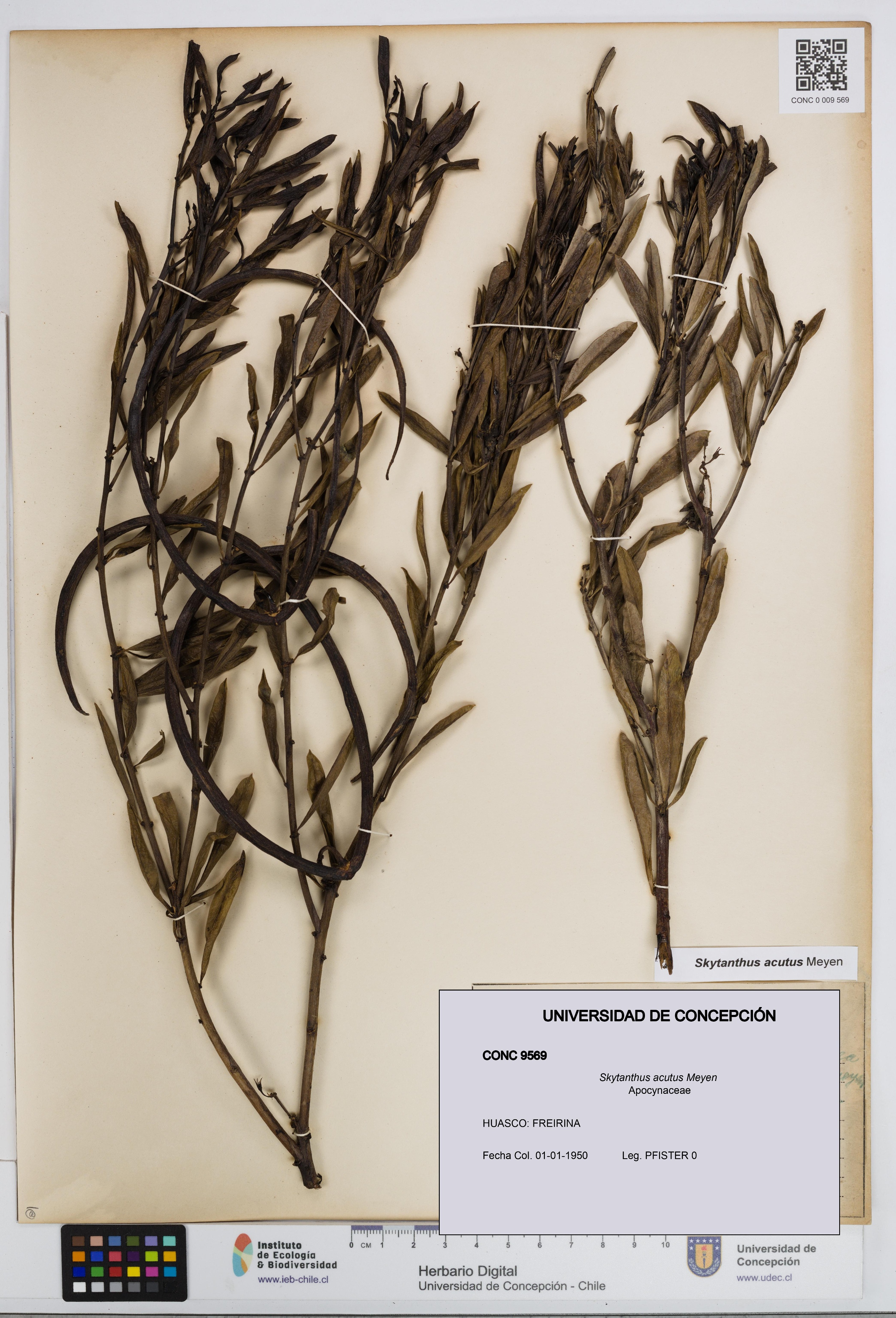 Skytanthus acutus [Espécimen: UDEC:CONC:0009569]