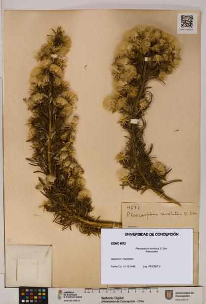 Pleocarphus revolutus [Espécimen: UDEC:CONC:0009572]