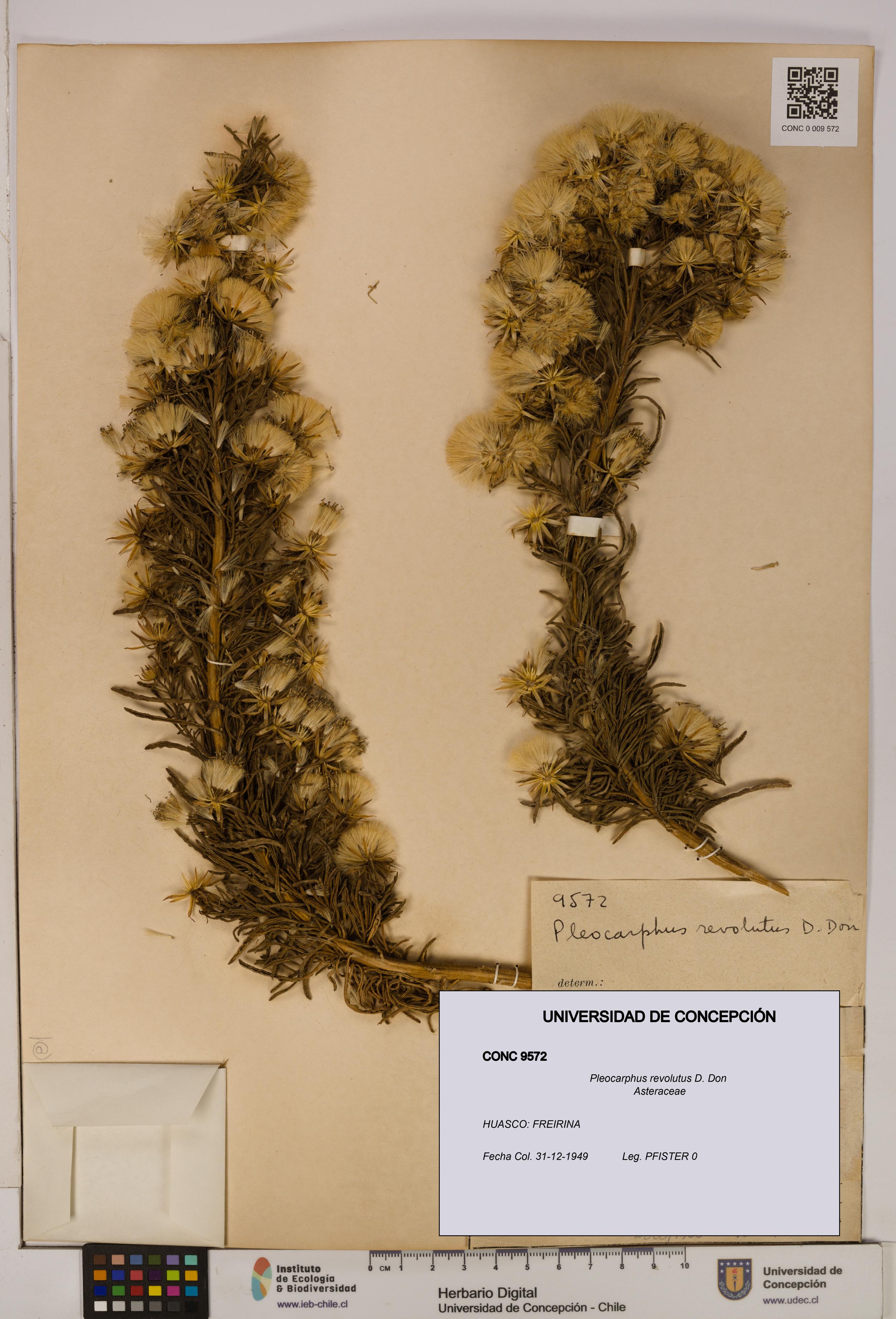 Pleocarphus revolutus [Espécimen: UDEC:CONC:0009572]