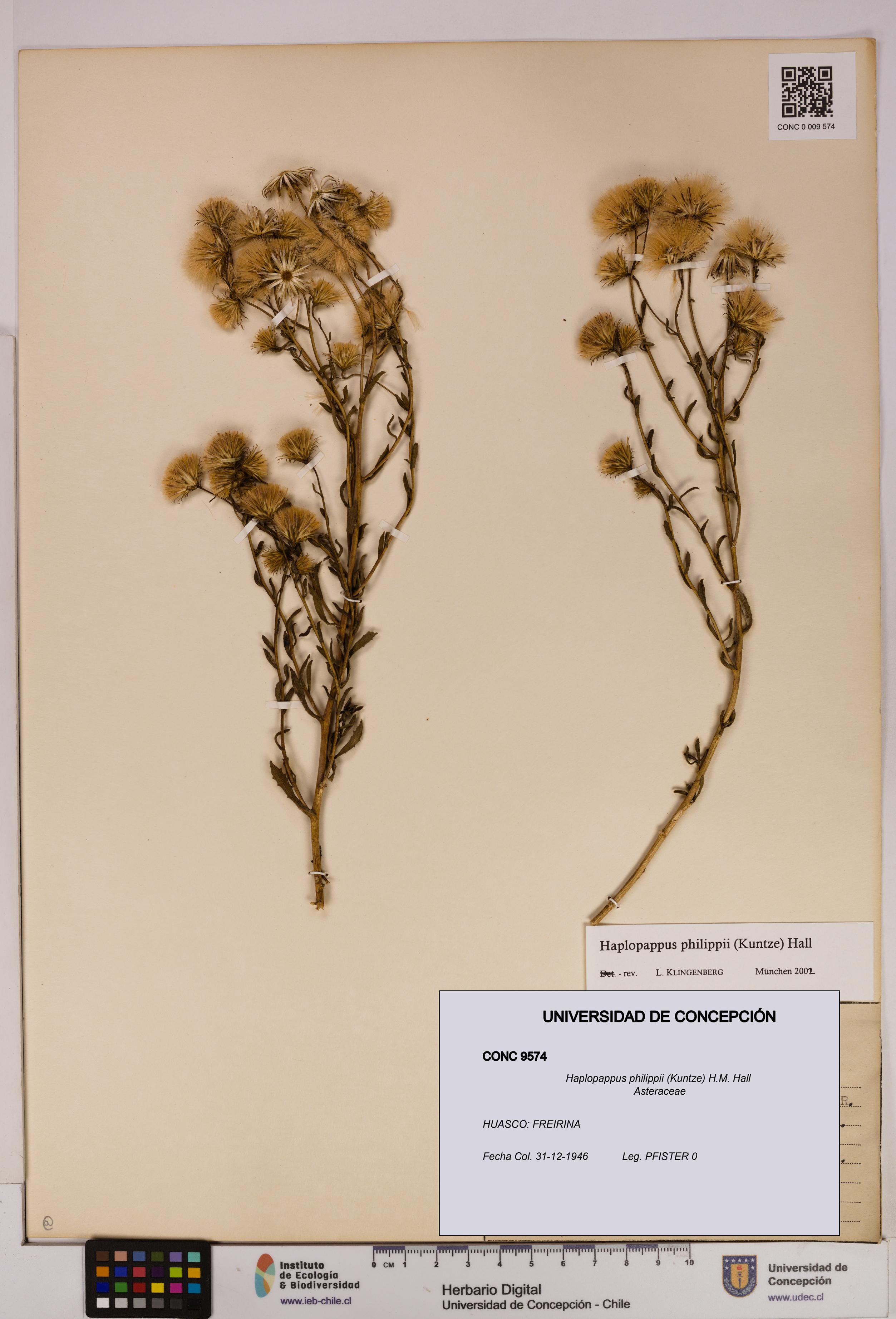 Haplopappus philippii [Espécimen: UDEC:CONC:0009574]