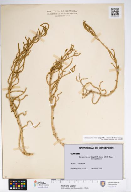 Sarcocornia neei [Espécimen: UDEC:CONC:0009580]