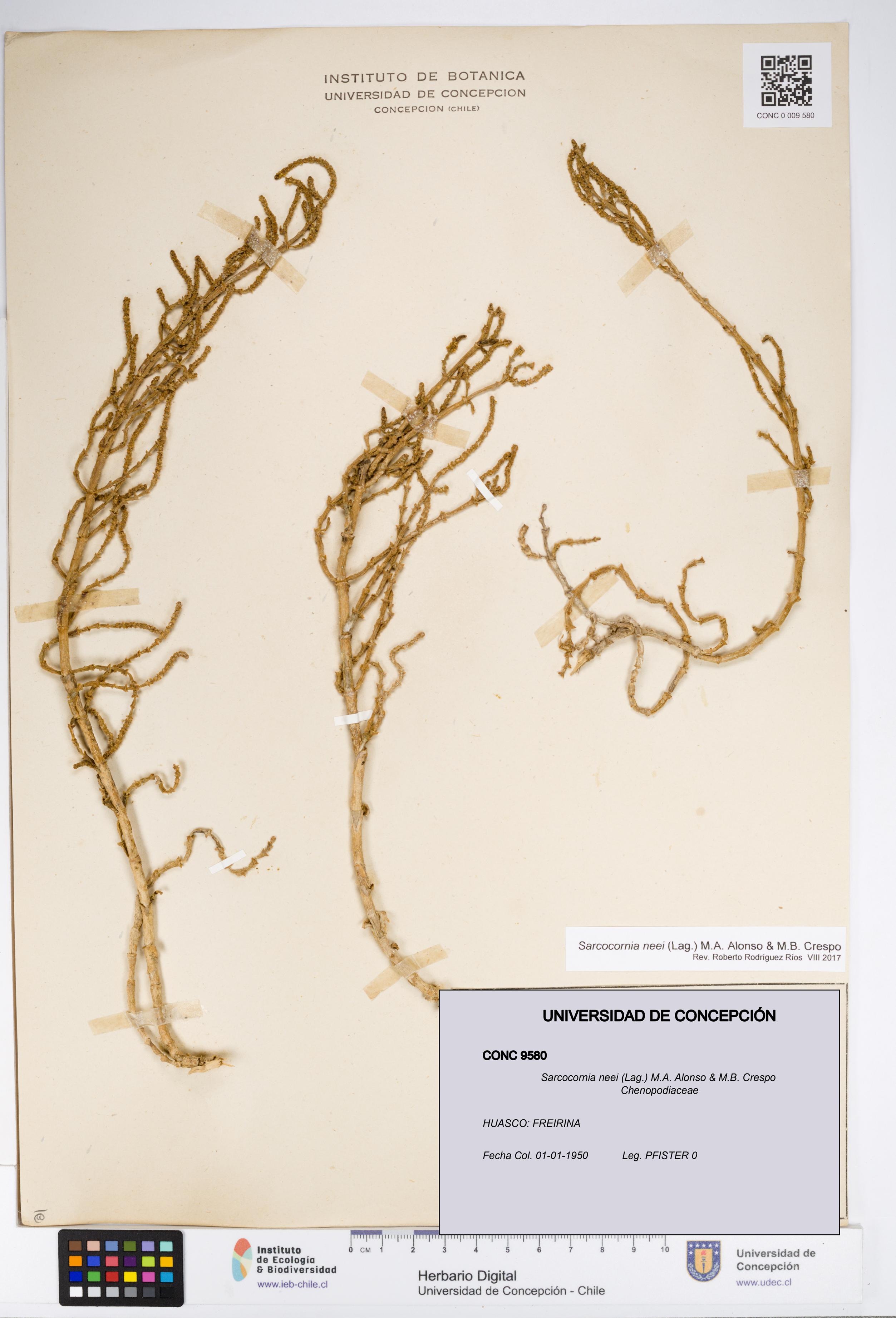 Sarcocornia neei [Espécimen: UDEC:CONC:0009580]