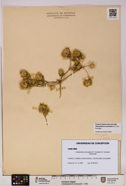 Chaetanthera schroederi [Espécimen: UDEC:CONC:0009585]