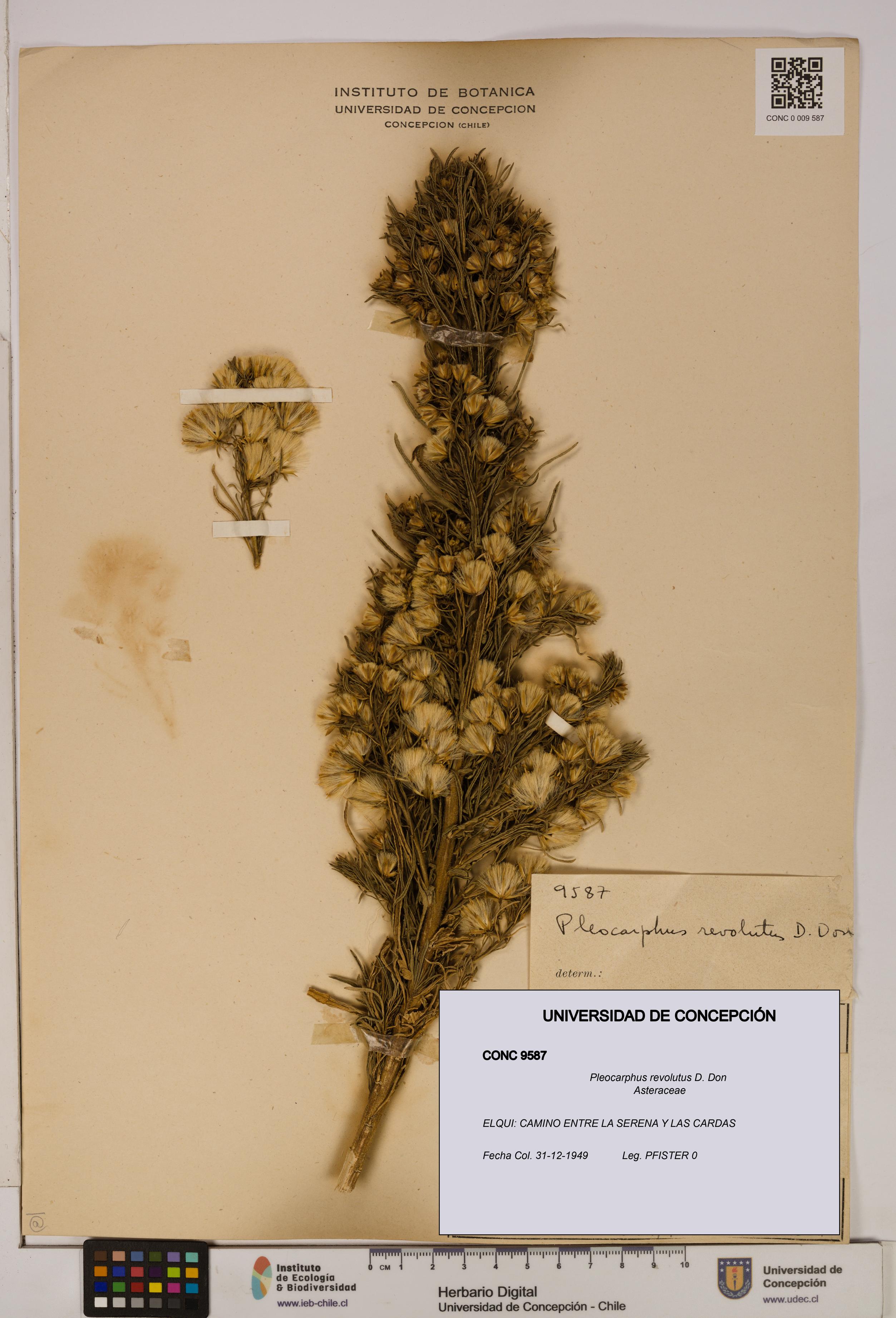 Pleocarphus revolutus [Espécimen: UDEC:CONC:0009587]