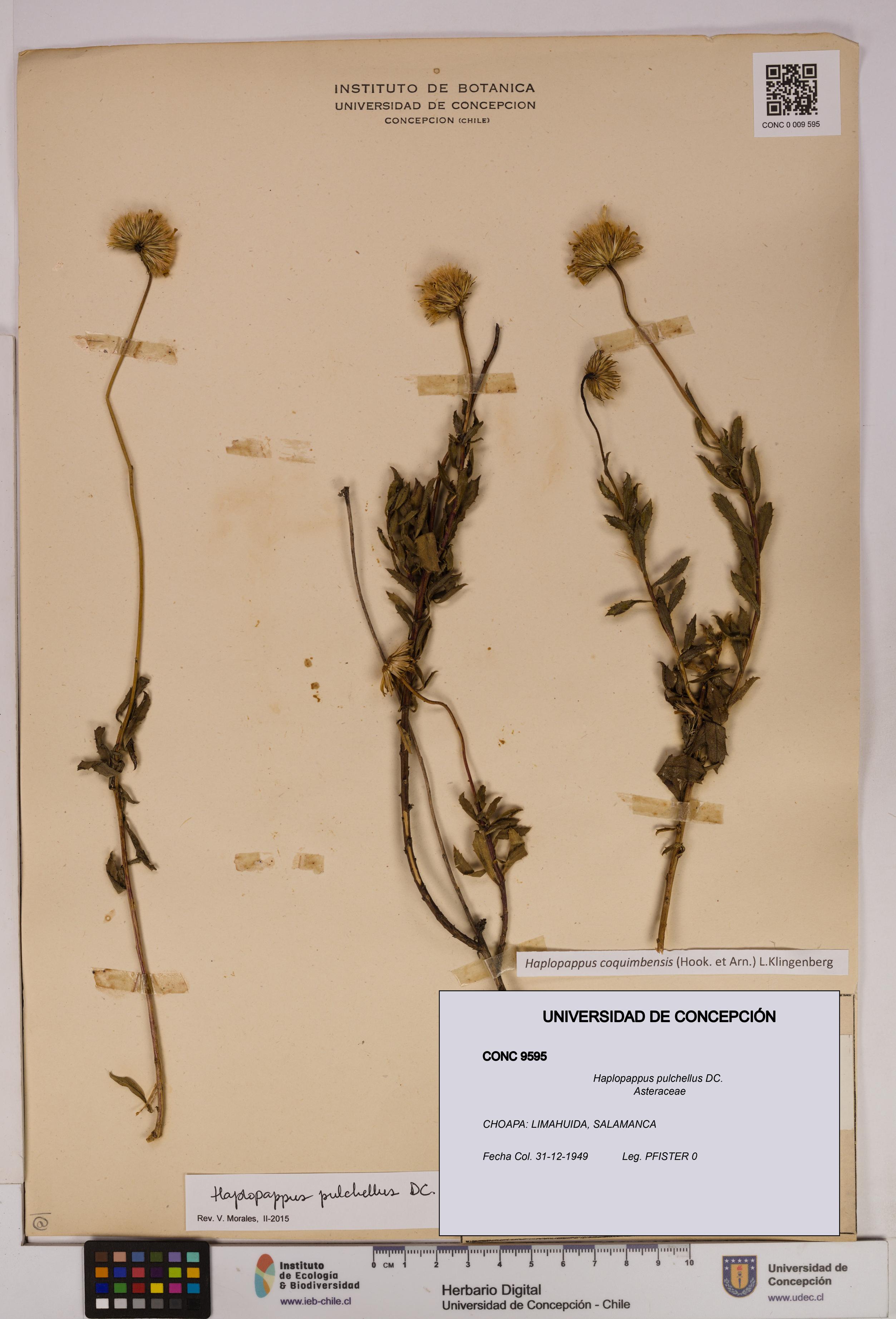 Haplopappus pulchellus [Espécimen: UDEC:CONC:0009595]