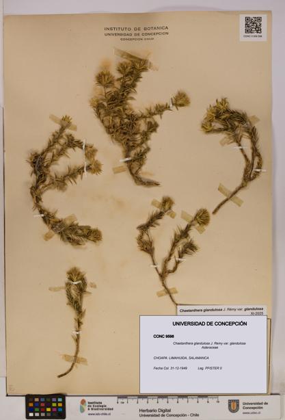Chaetanthera glandulosa var. glandulosa [Espécimen: UDEC:CONC:0009598]