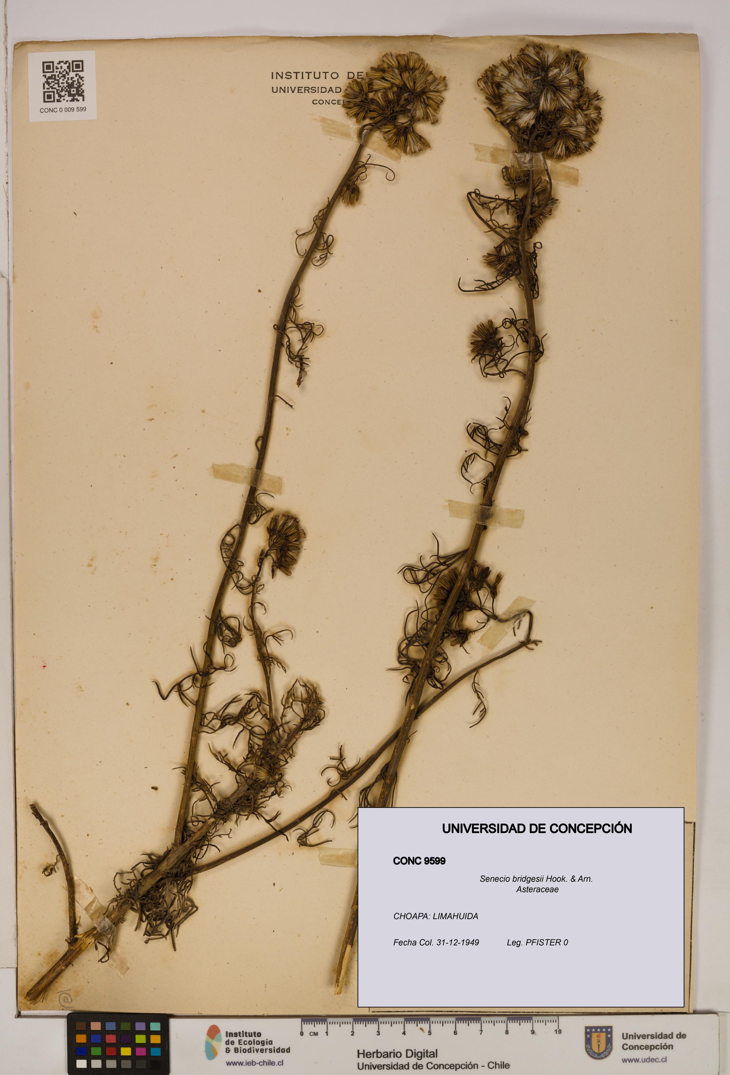 Senecio bridgesii [Espécimen: UDEC:CONC:0009599]