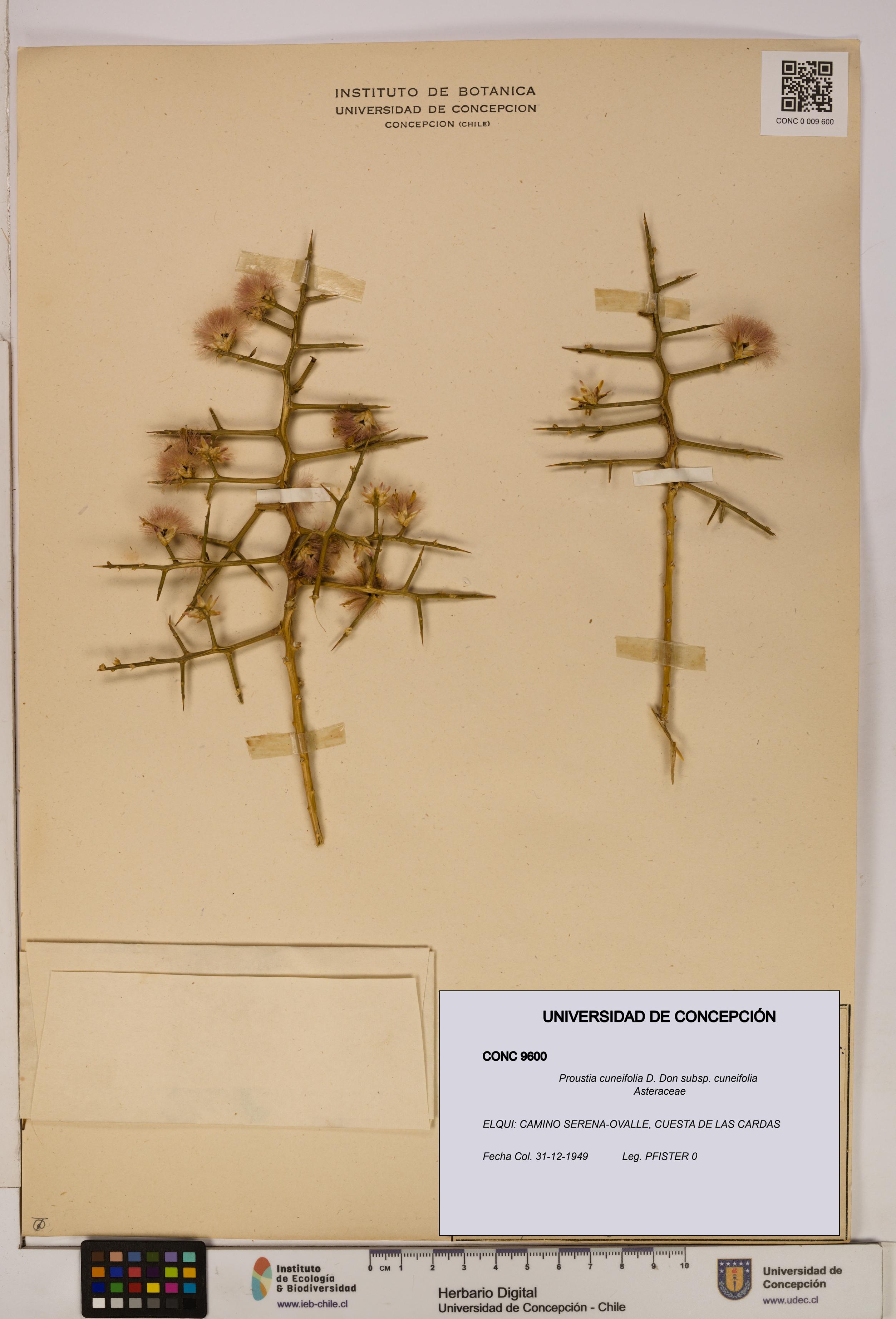 Proustia cuneifolia subsp. cuneifolia [Espécimen: UDEC:CONC:0009600]