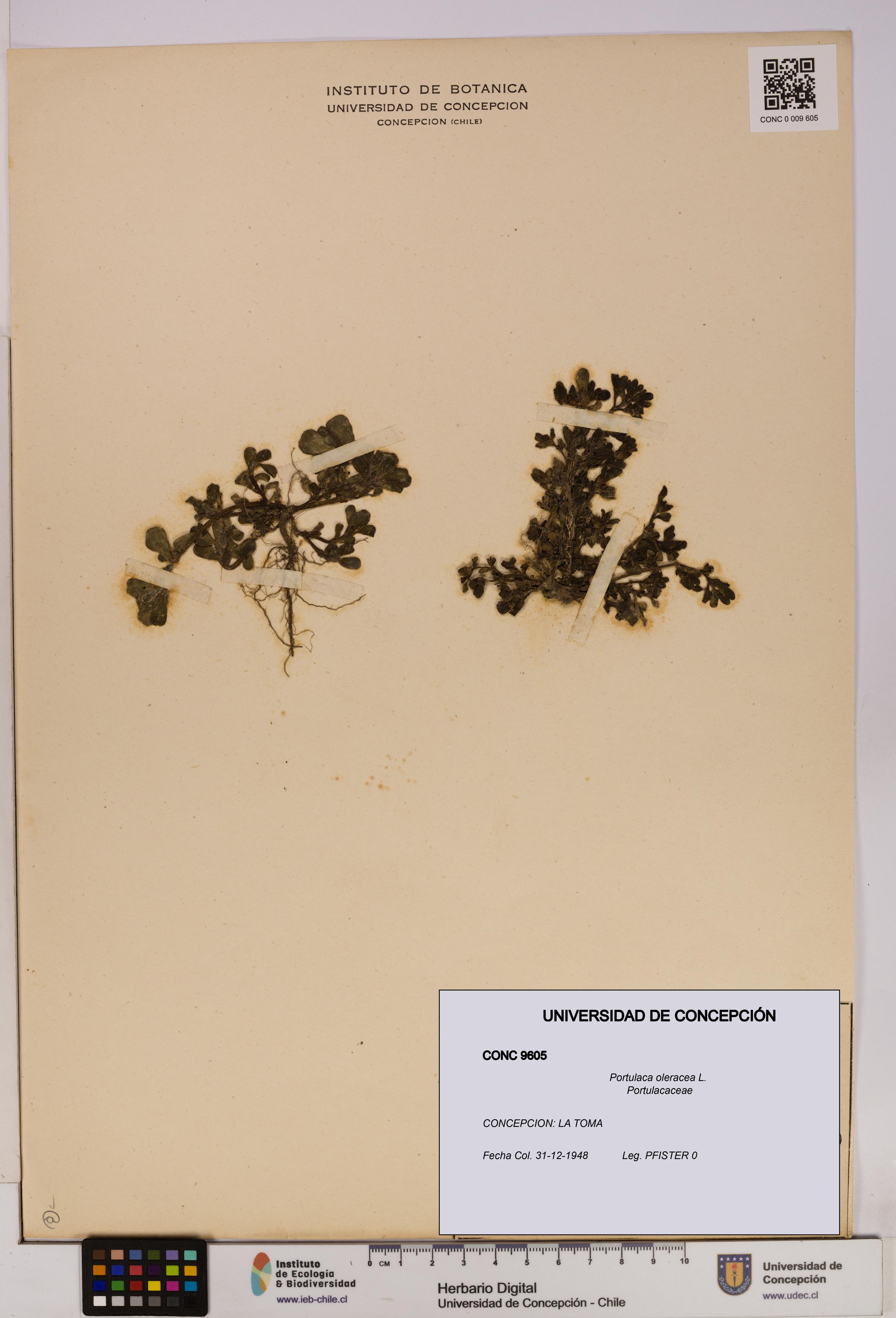 Portulaca oleracea [Espécimen: UDEC:CONC:0009605]