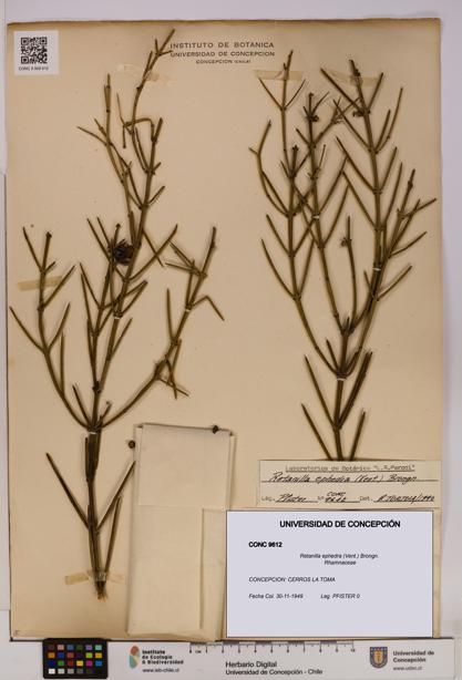 Retanilla ephedra [Espécimen: UDEC:CONC:0009612]