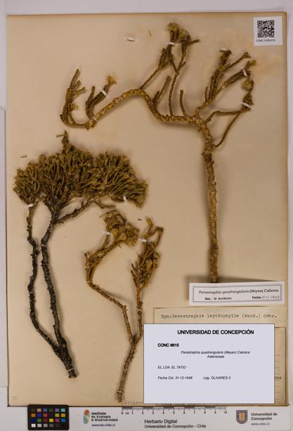 Parastrephia quadrangularis [Espécimen: UDEC:CONC:0009615]