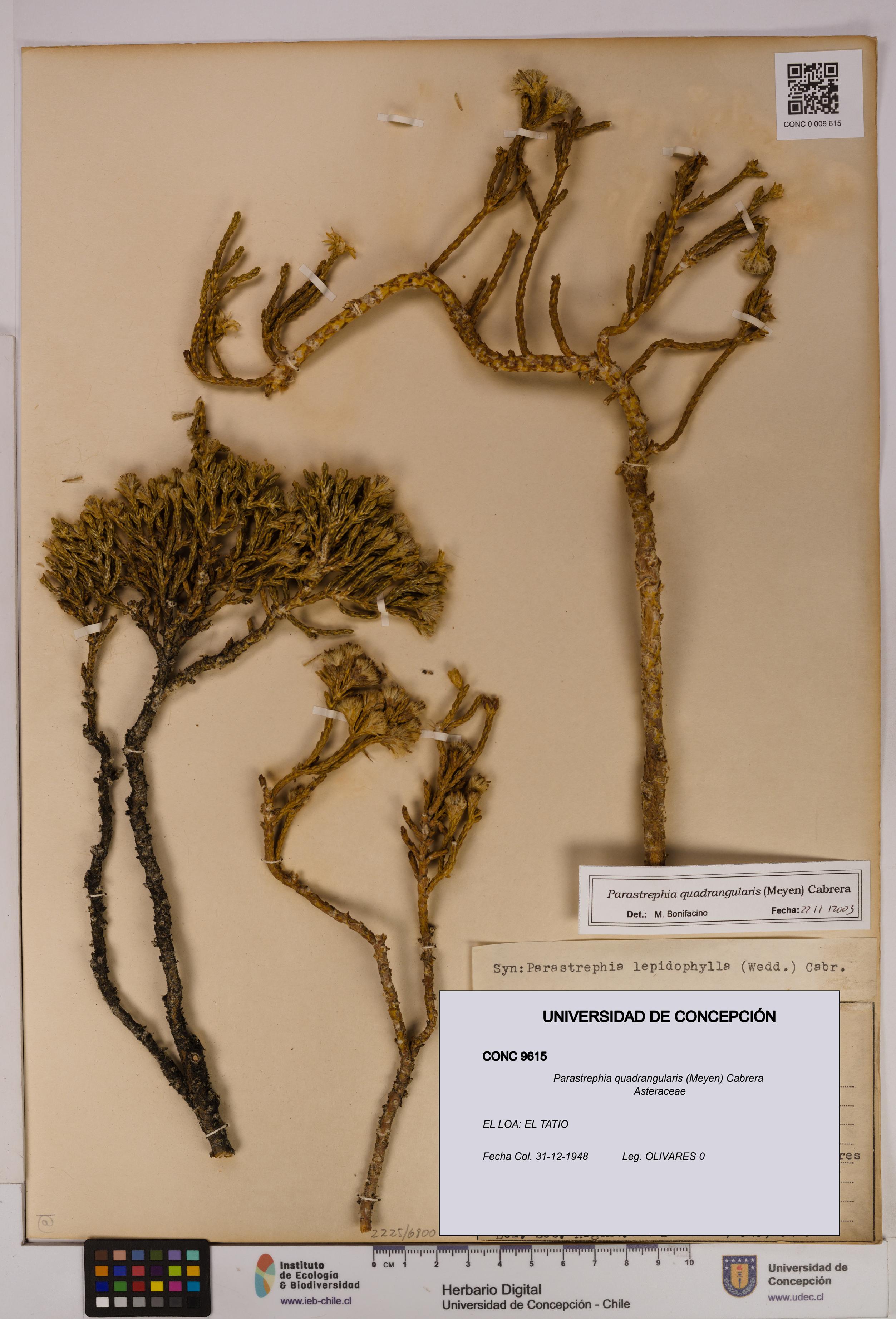 Parastrephia quadrangularis [Espécimen: UDEC:CONC:0009615]