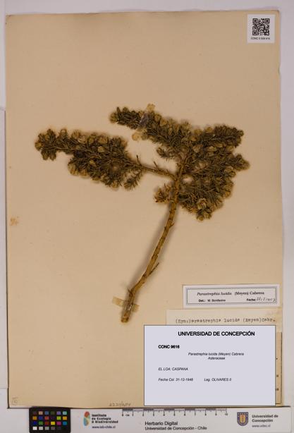 Parastrephia lucida [Espécimen: UDEC:CONC:0009616]