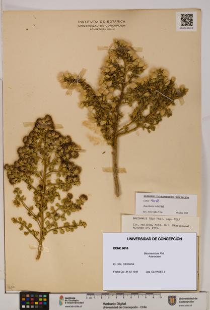 Baccharis tola [Espécimen: UDEC:CONC:0009618]