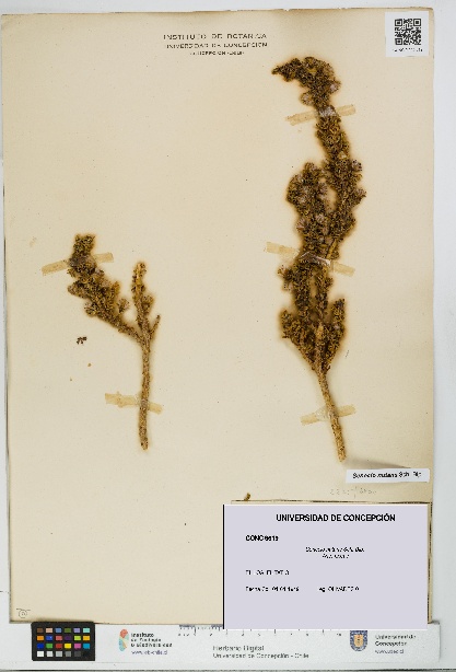 Senecio nutans [Espécimen: UDEC:CONC:0009619]