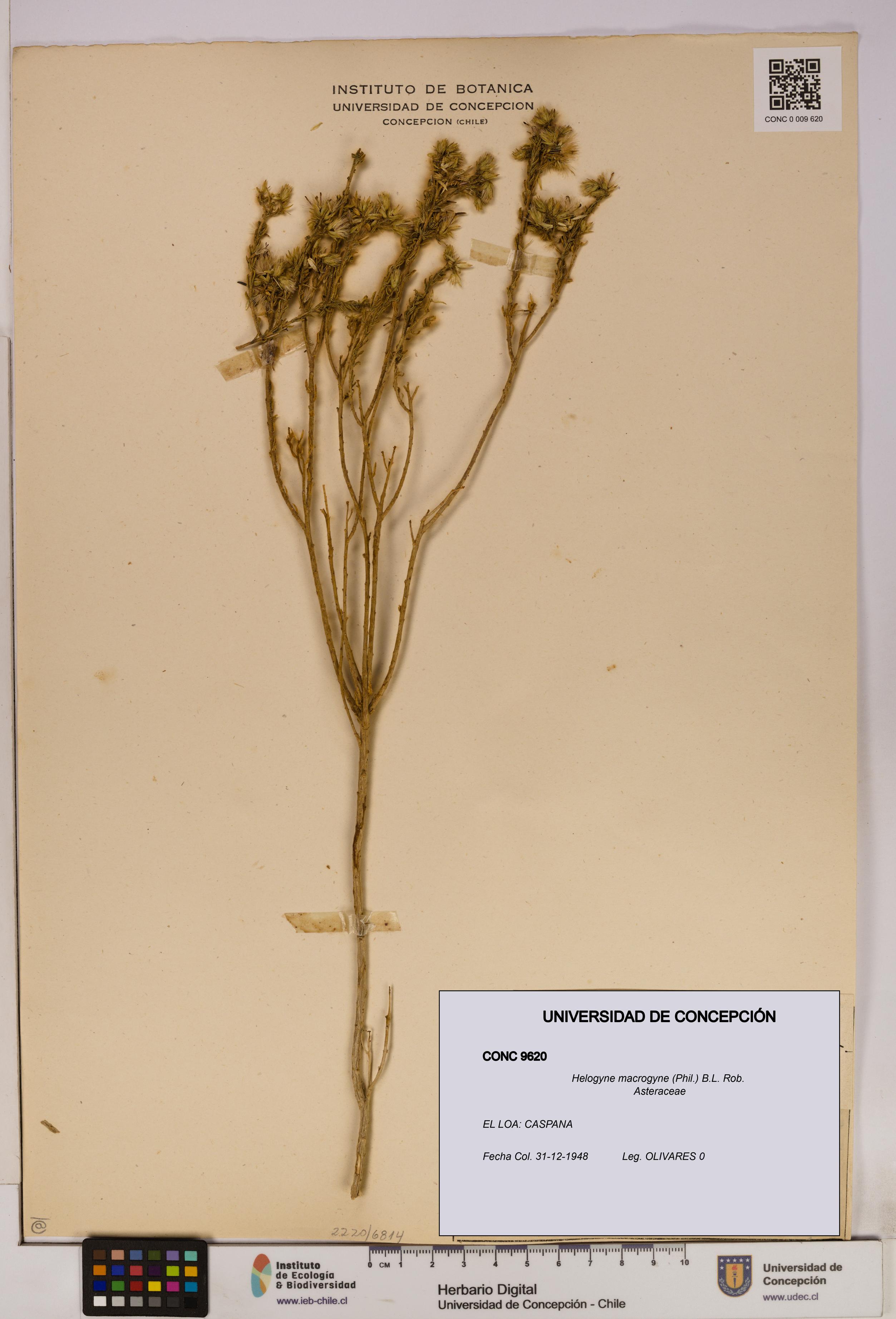 Helogyne macrogyne [Espécimen: UDEC:CONC:0009620]