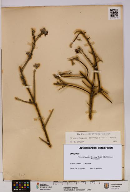 Krameria lappacea [Espécimen: UDEC:CONC:0009623]