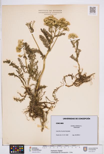 Achillea millefolium [Espécimen: ]