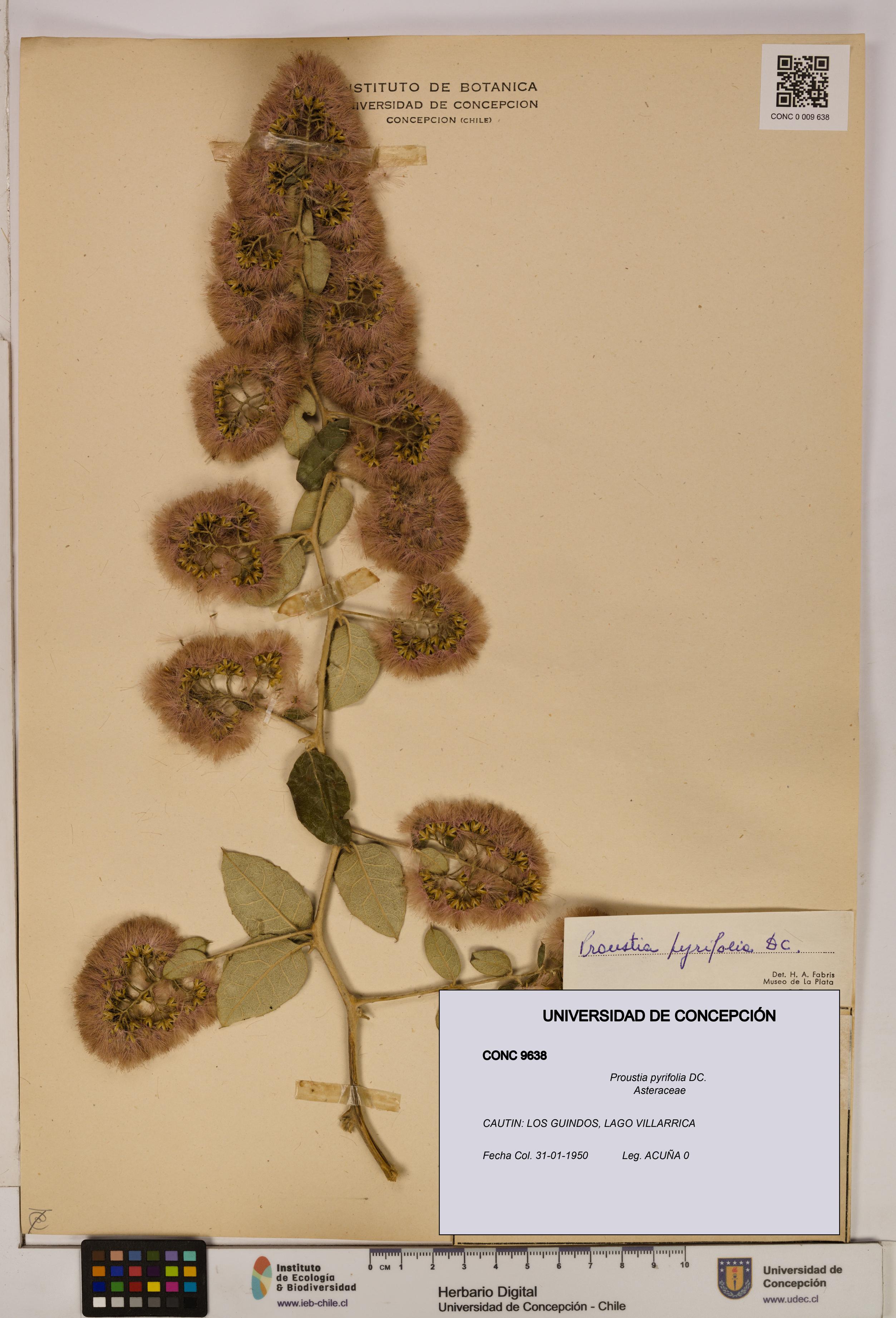 Proustia pyrifolia [Espécimen: UDEC:CONC:0009638]