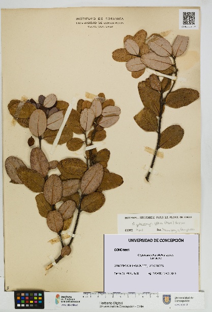 Cryptocarya alba [Espécimen: UDEC:CONC:0009661]