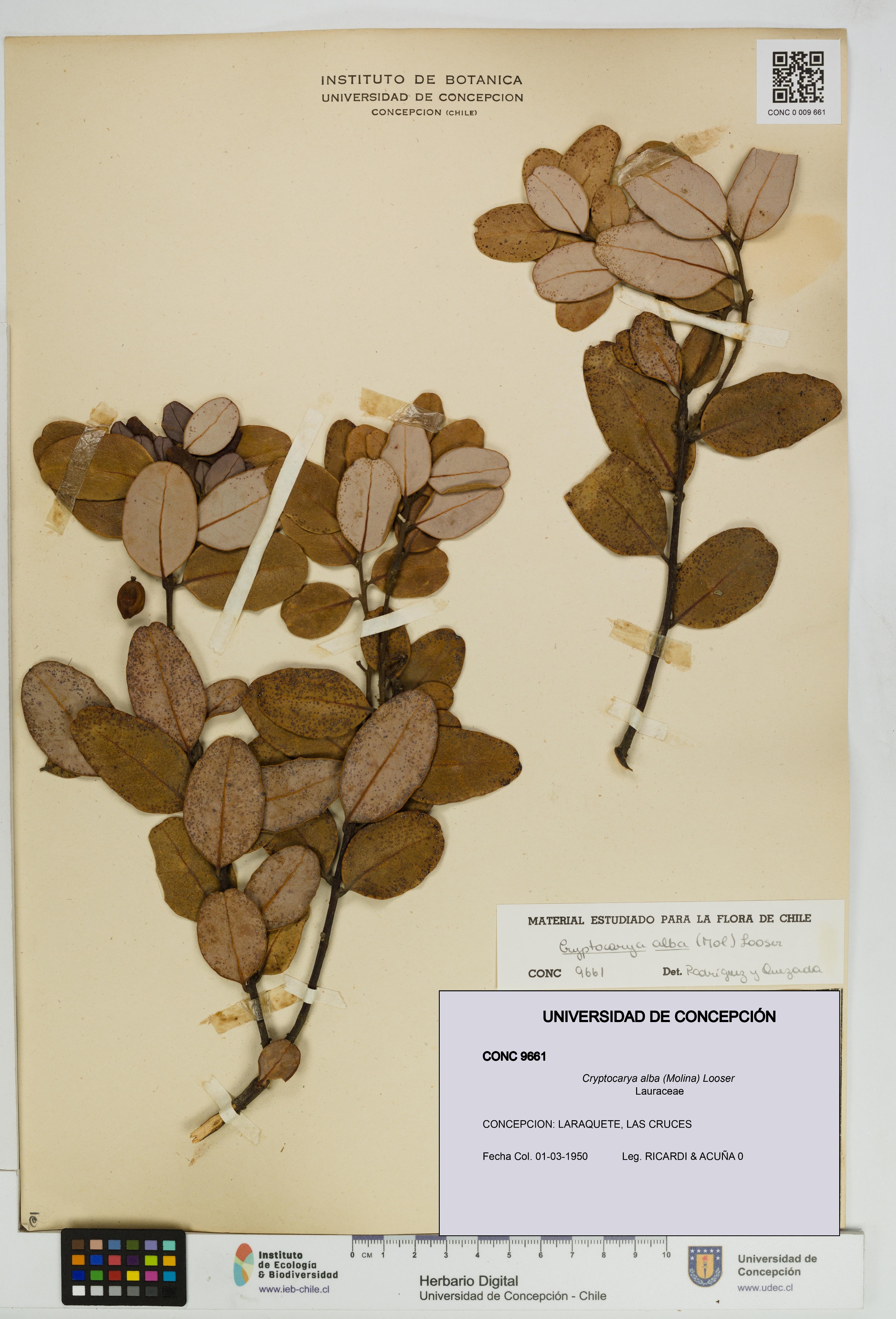 Cryptocarya alba [Espécimen: UDEC:CONC:0009661]