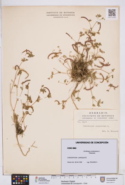 Ornithopus compressus [Espécimen: ]