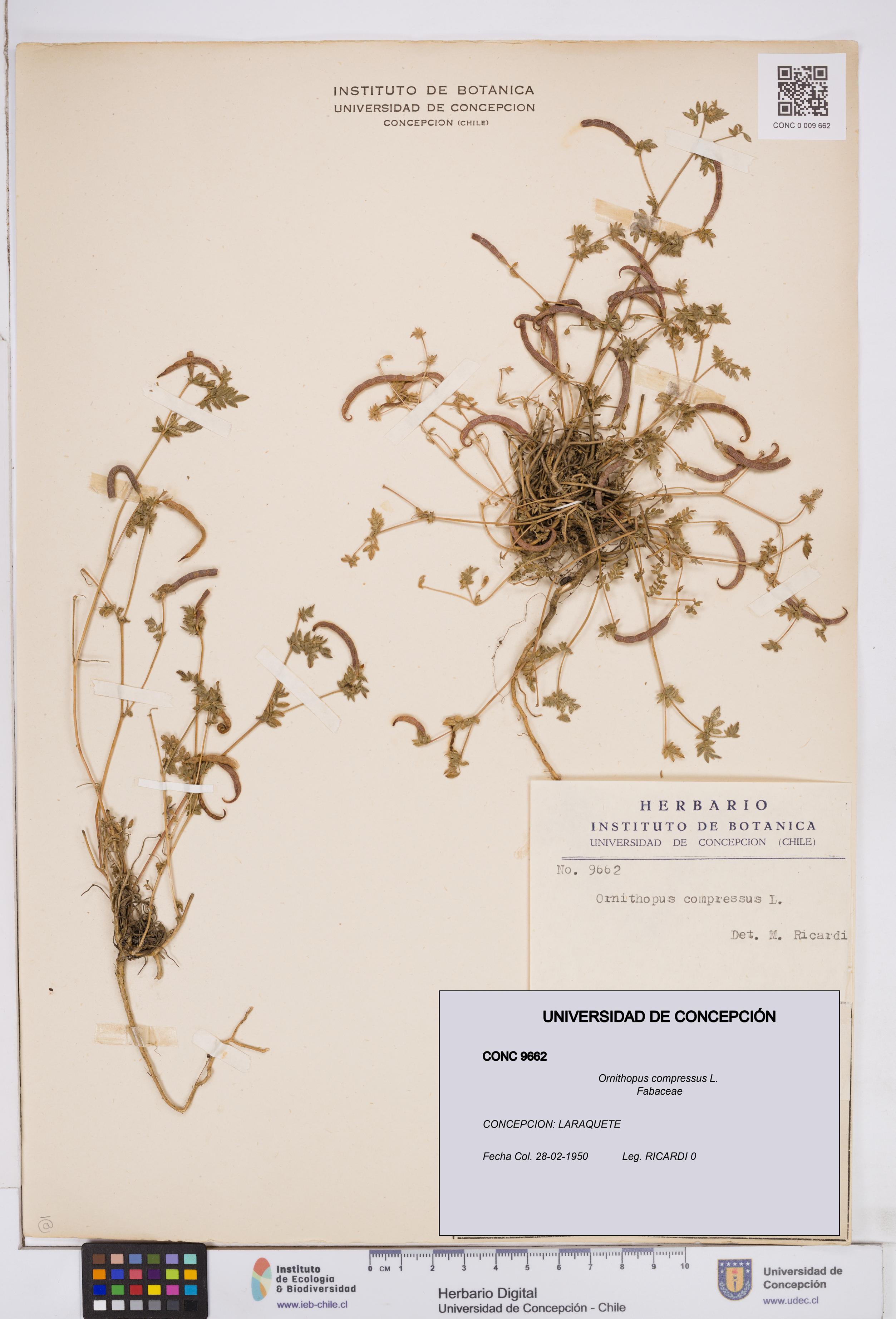 Ornithopus compressus [Espécimen: ]