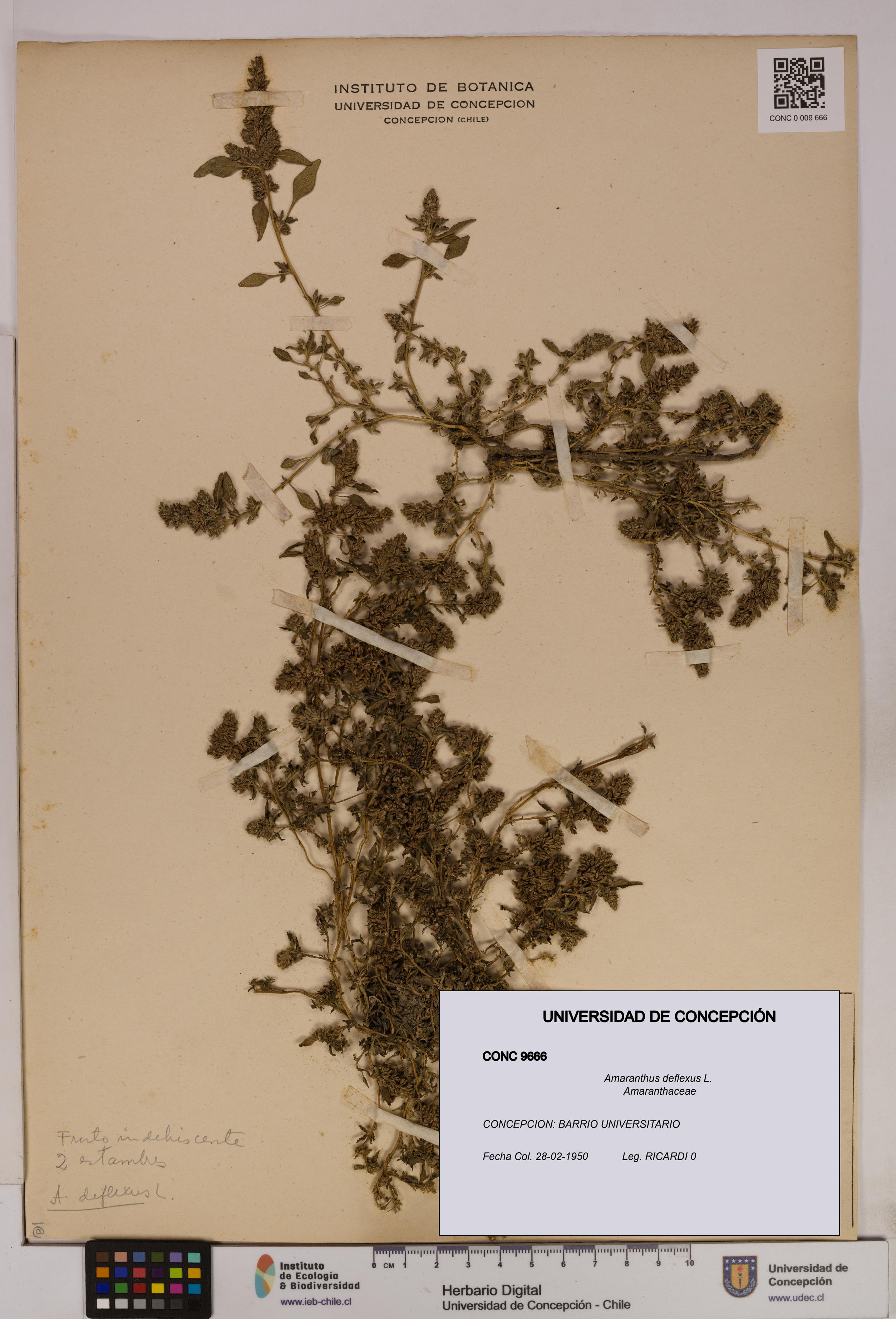 Amaranthus deflexus [Espécimen: UDEC:CONC:0009666]