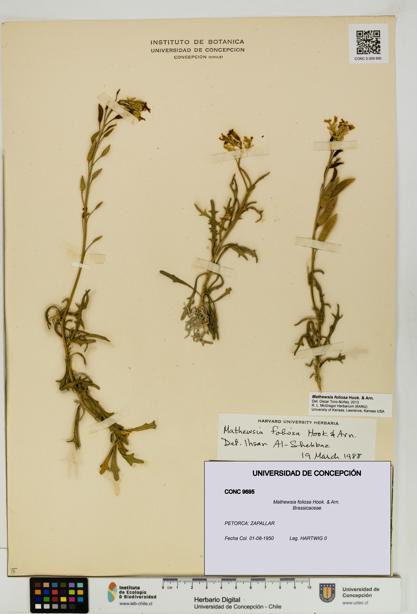 Mathewsia foliosa [Espécimen: UDEC:CONC:0009695]