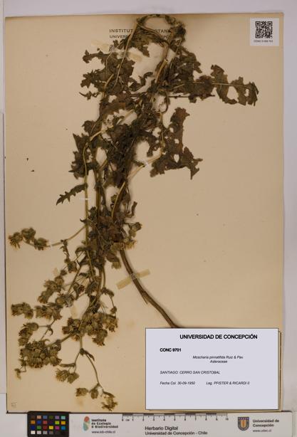 Moscharia pinnatifida [Espécimen: UDEC:CONC:0009701]