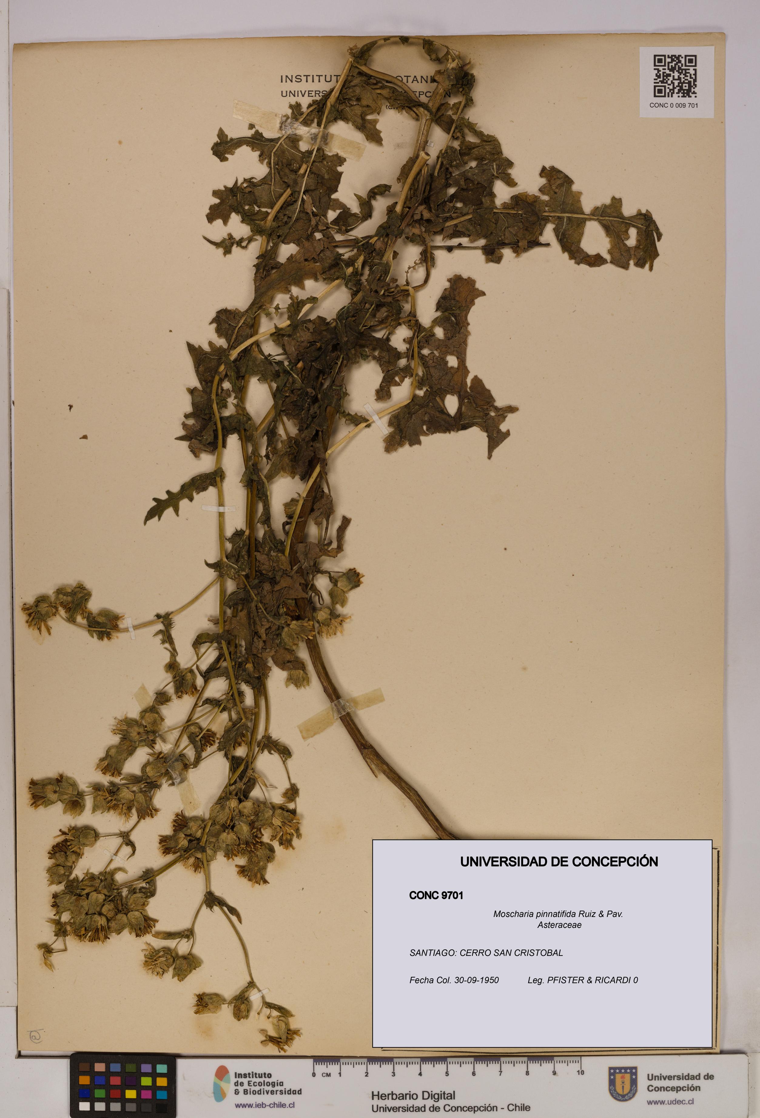 Moscharia pinnatifida [Espécimen: UDEC:CONC:0009701]