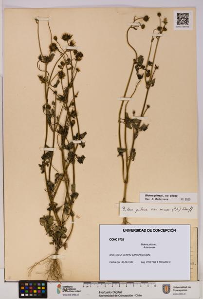 Bidens pilosa [Espécimen: UDEC:CONC:0009702]
