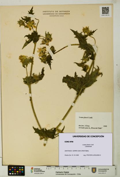 Loasa placei [Espécimen: UDEC:CONC:0009705]