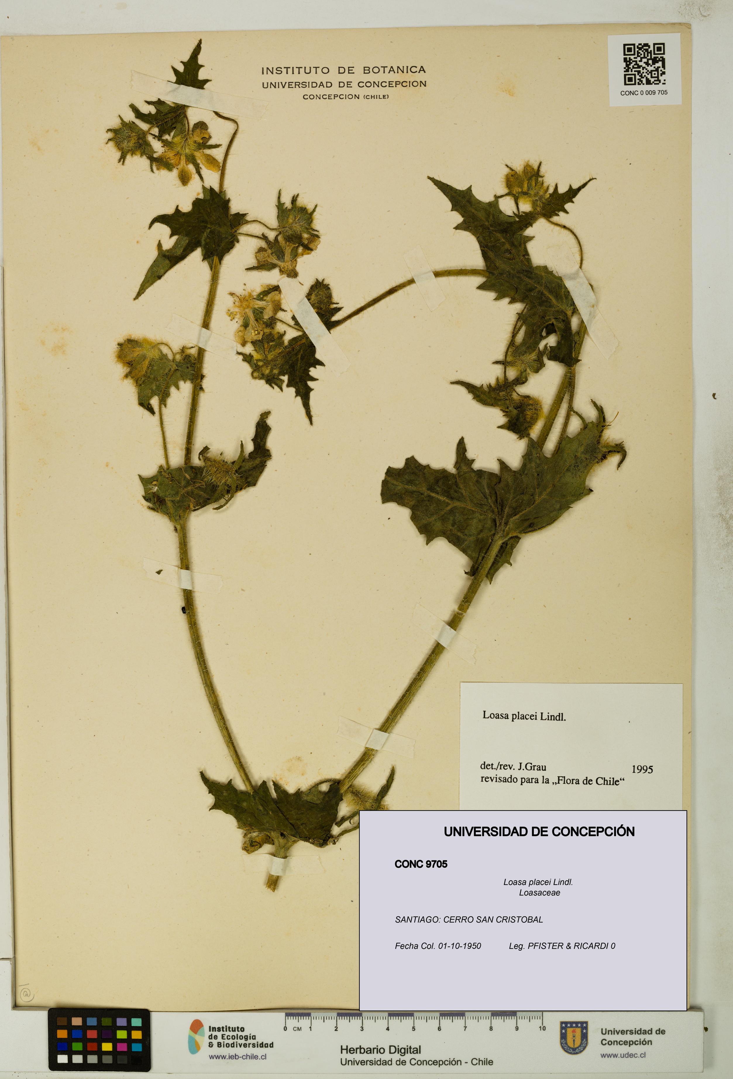 Loasa placei [Espécimen: UDEC:CONC:0009705]