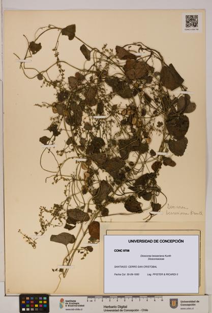 Dioscorea besseriana [Espécimen: ]